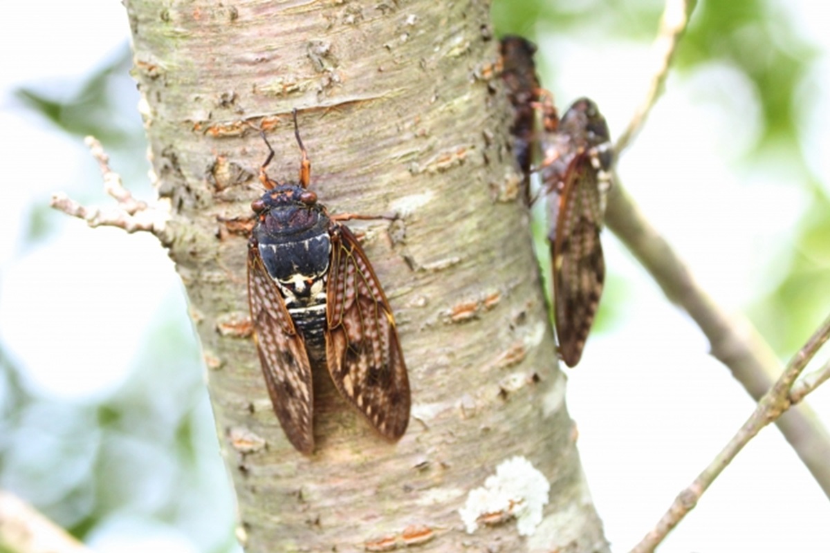 化学療法は入れ歯に影響を与える可能性がありますか?
