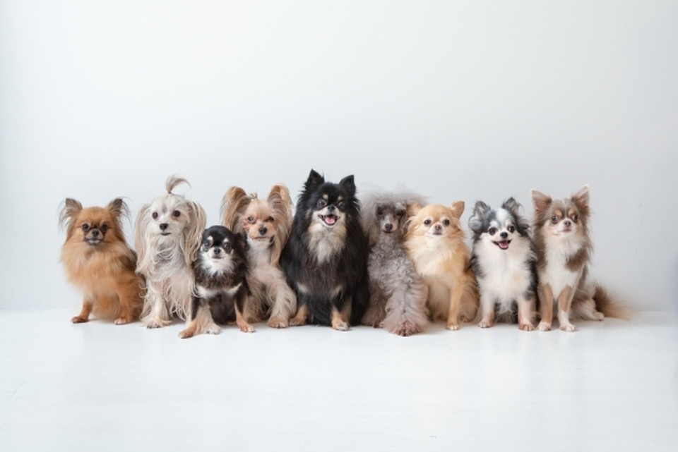 犬種ごとに効果のあるアプローチを探す