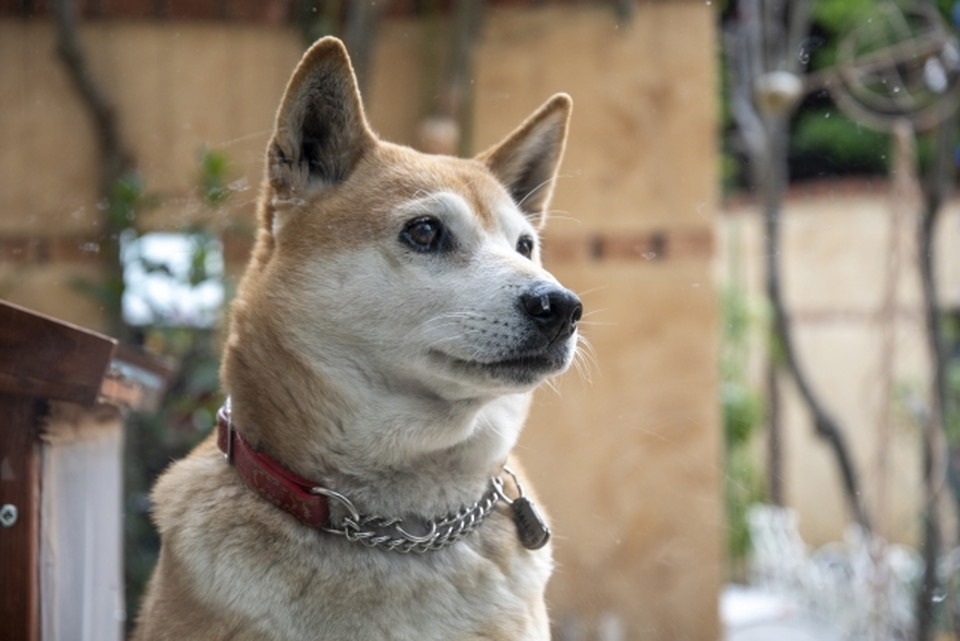 訓練された盲導犬と自由な環境で育った家庭犬との違い