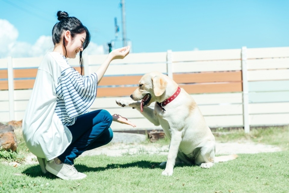 イヌとヒトの非言語コミュニケーションは、イヌの鋭い感覚と認知能力によって可能