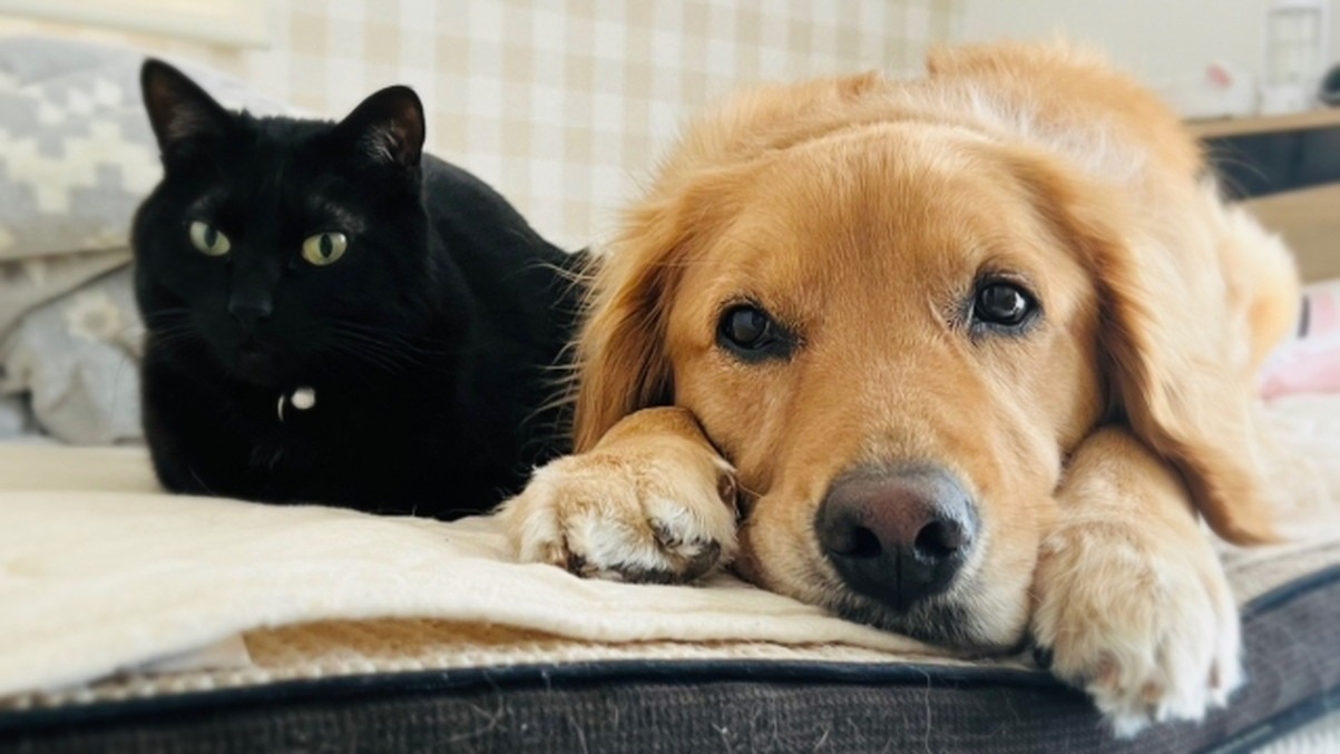 猫や犬などの動物が人に懐くと起こる変化について - 動物は自発的に人間と協力する能力を持っている