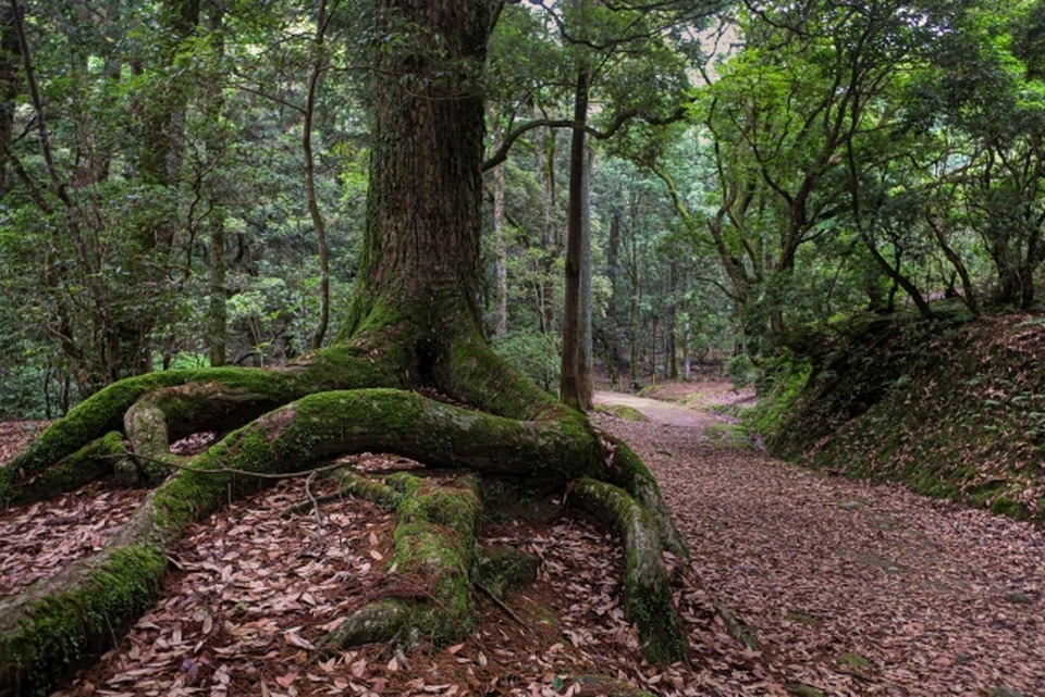 春日山原始林の神聖さとその背景